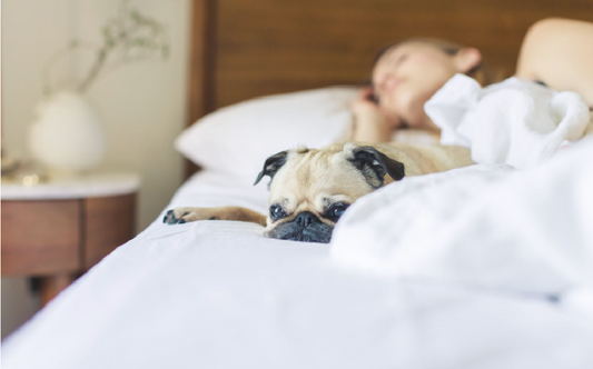 Wicker Dog Bed Buying Guide