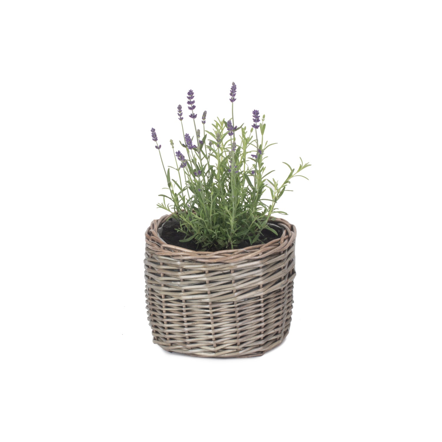 Small Round Antique Wash Lined Willow Planter