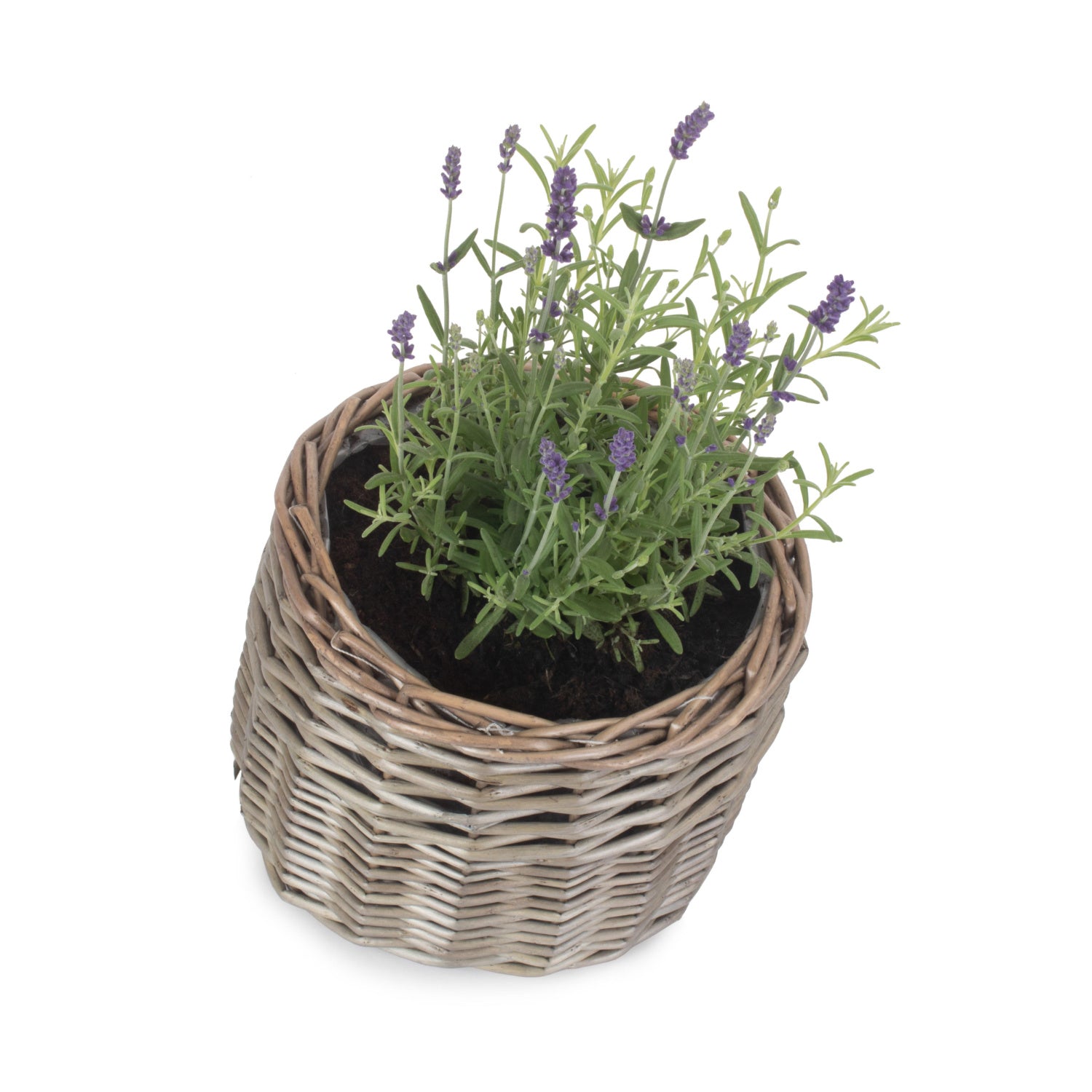 Small Round Antique Wash Lined Willow Planter