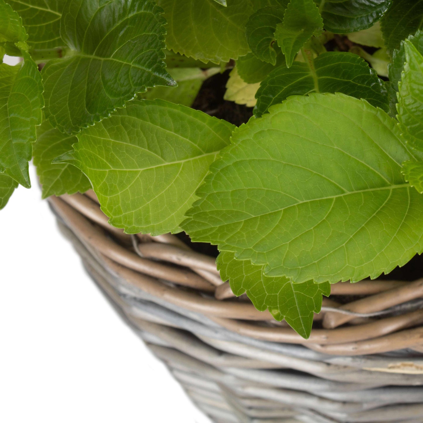 Medium Round Antique Wash Lined Willow Planter