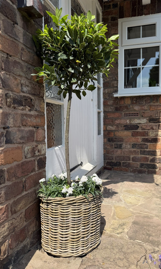 Wovenhill Cylindrical Garden Planter