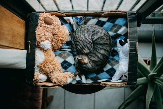 7 Pet-Friendly Storage Tips: Keeping Walks Mud-Free & Organised