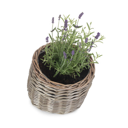 Small Round Antique Wash Lined Willow Planter