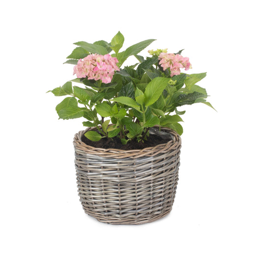 Medium Round Antique Wash Lined Willow Planter