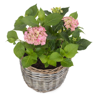 Medium Round Antique Wash Lined Willow Planter